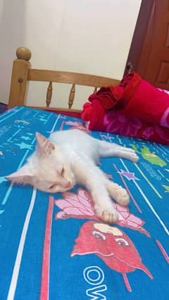 3 months persian cat white color 0