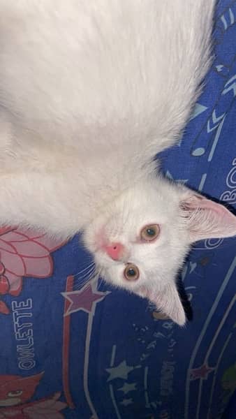 3 months persian cat white color 1