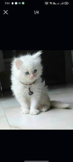 White male kitten for sale 0