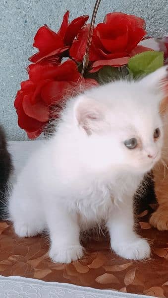 White male kitten for sale 2