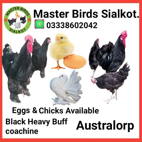 Black Heavy buff cochin | Australorp Chicks/egg | hens | murgiya 0