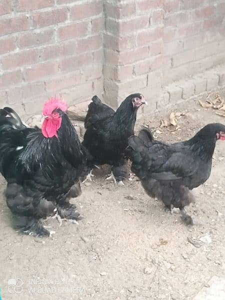 Black Heavy buff cochin | Australorp Chicks/egg | hens | murgiya 1