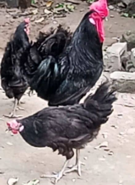 Black Heavy buff cochin | Australorp Chicks/egg | hens | murgiya 2