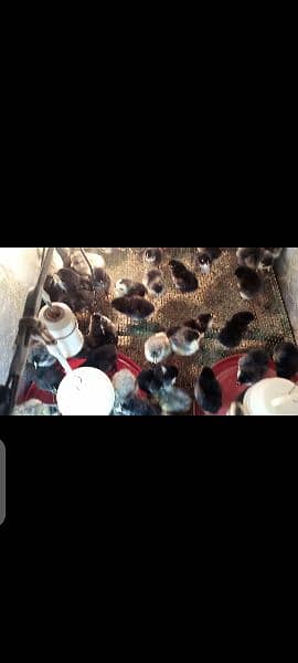 Black Heavy buff cochin | Australorp Chicks/egg | hens | murgiya 3