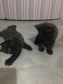 persian pair of cats for sale