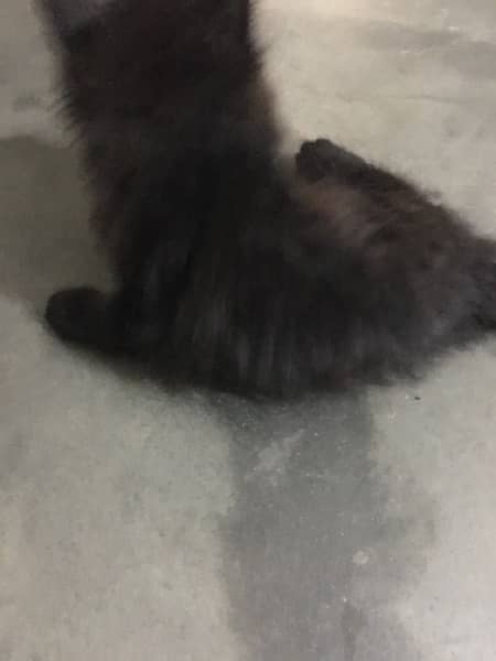 persian pair of cats for sale 2