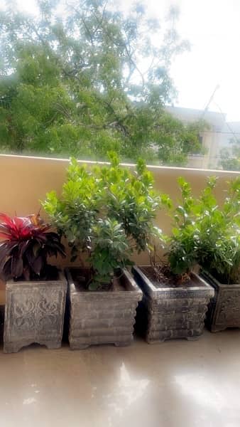 bonsai imported plants money plant and more beautiful plants for sale 3