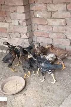 pure aseel chicks for sale