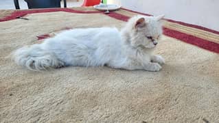 persian female cat