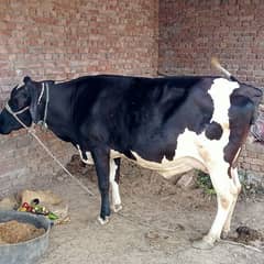 Cow for sale Australian Freezan