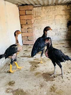 Aseel chicks Miawali+Thaii breed cross