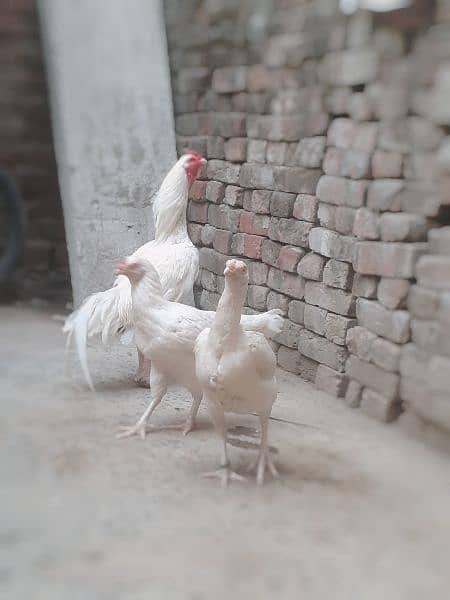 paper white heera chick available03054632982 wasthap 1