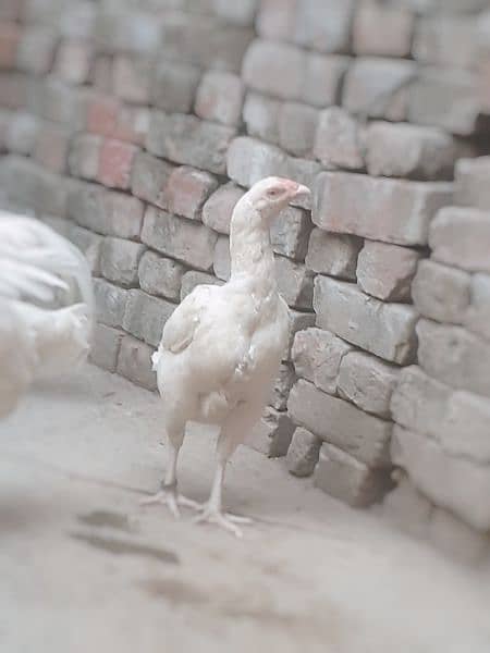 paper white heera chick available03054632982 wasthap 2