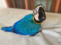 Blue and Gold Macaw 0