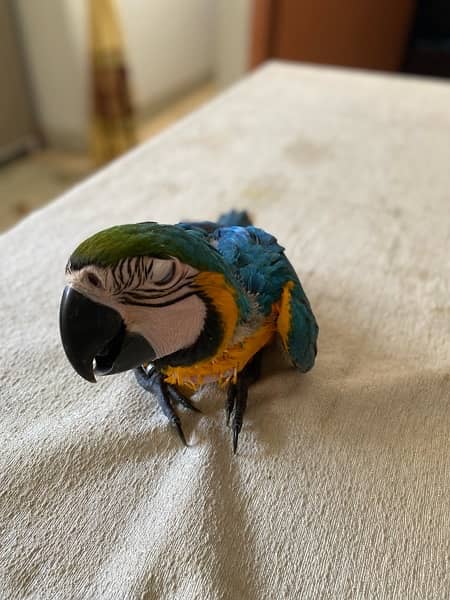 Blue and Gold Macaw 1