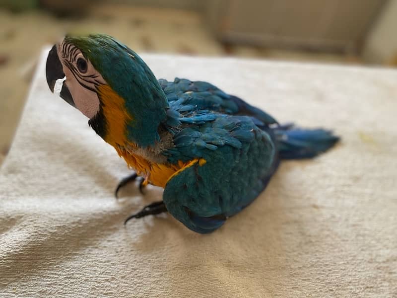 Blue and Gold Macaw 3