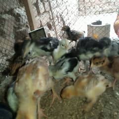 pure aseel chicks for sale