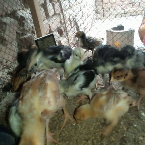 pure aseel chicks for sale 0