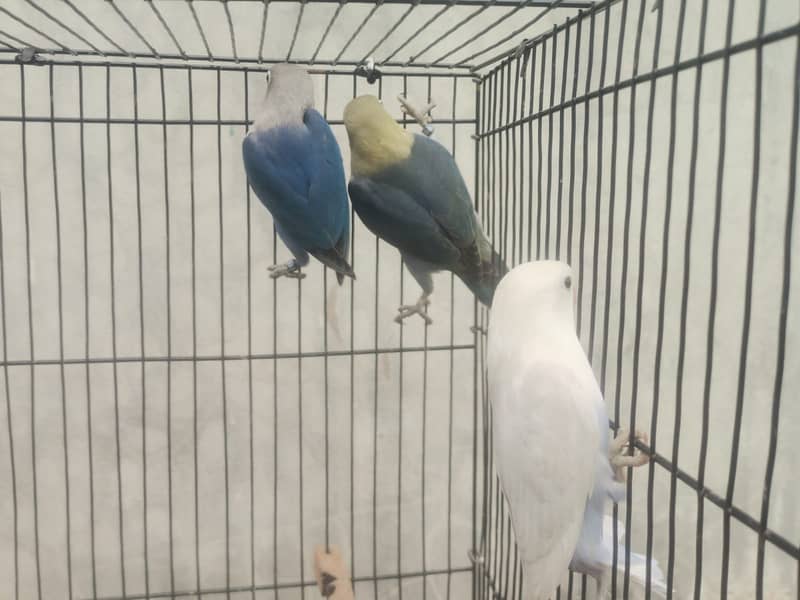 Parblue | Blue2 Fisher | Blue2 Pastel | Lovebird 1