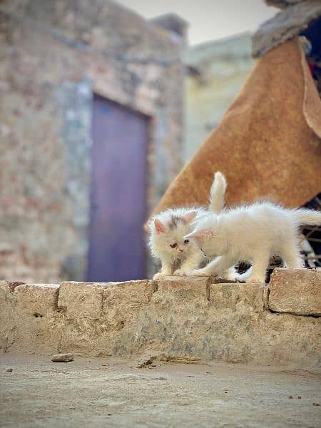 Persian kitten 0