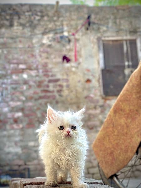 Persian kitten 9