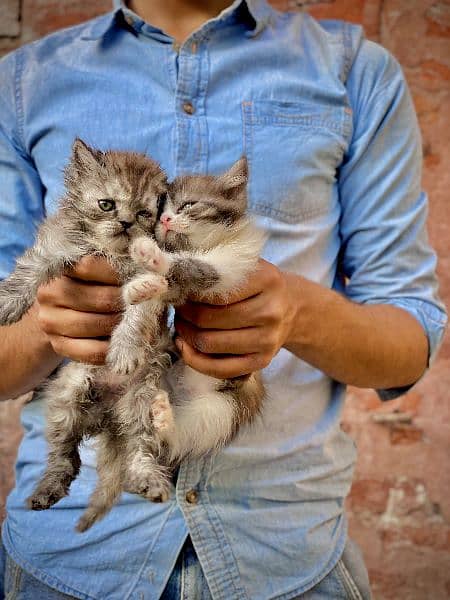 Persian kitten 15
