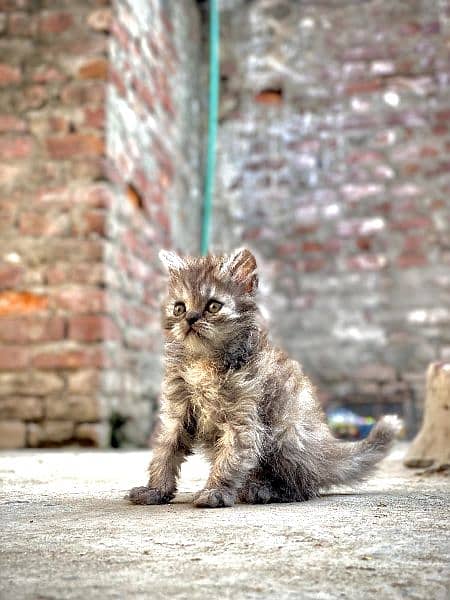 Persian kitten 17