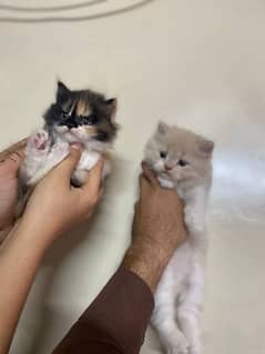 Persian cat kittens