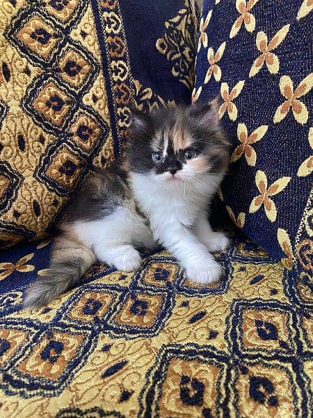 Persian cat kittens 1