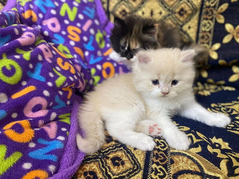 Persian cat kittens 2