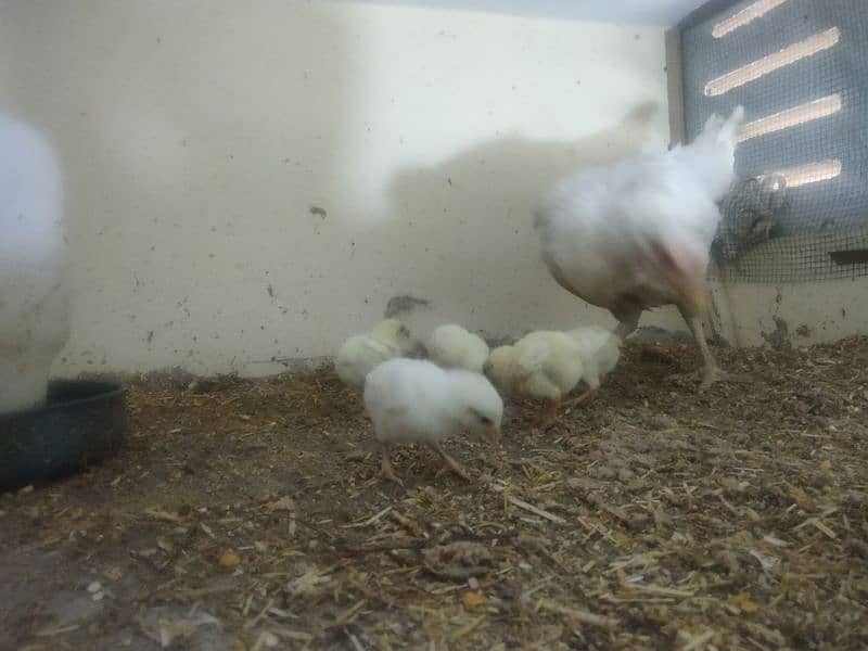 paper white hira aseel Madi with 5 chicks 4