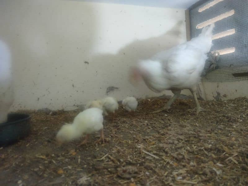 paper white hira aseel Madi with 5 chicks 7