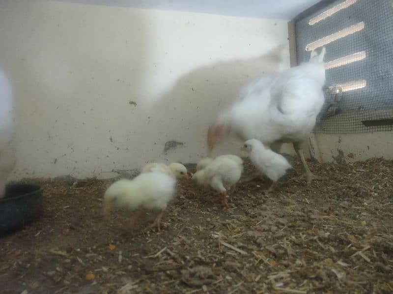 paper white hira aseel Madi with 5 chicks 8