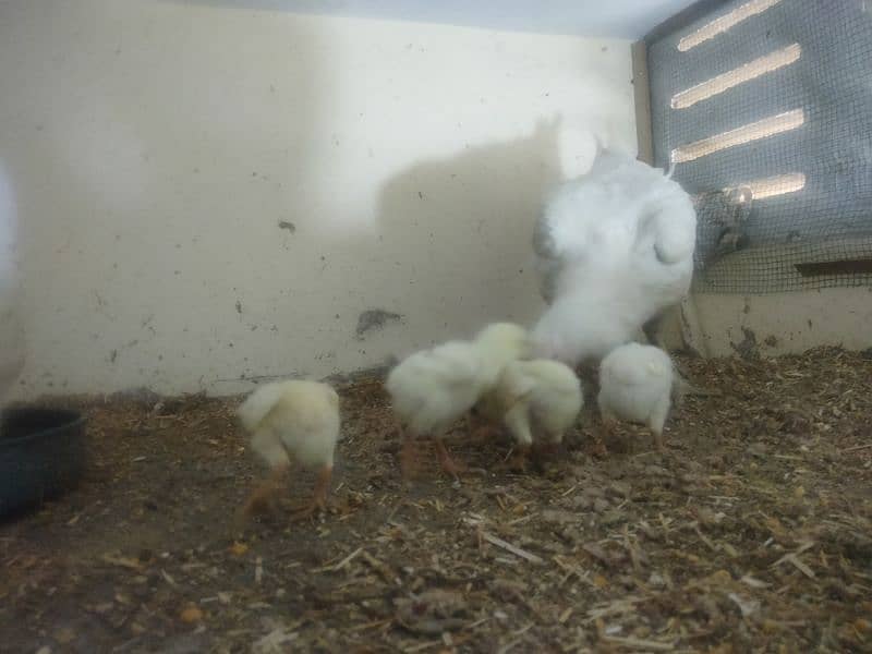 paper white hira aseel Madi with 5 chicks 9