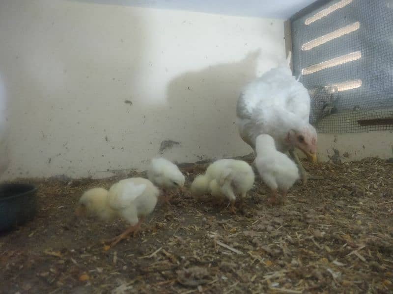 paper white hira aseel Madi with 5 chicks 10
