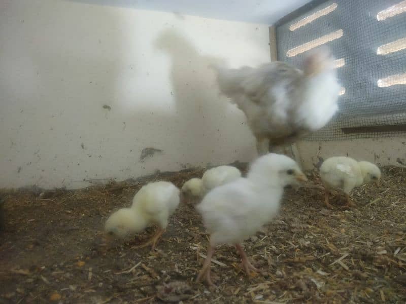 paper white hira aseel Madi with 5 chicks 11