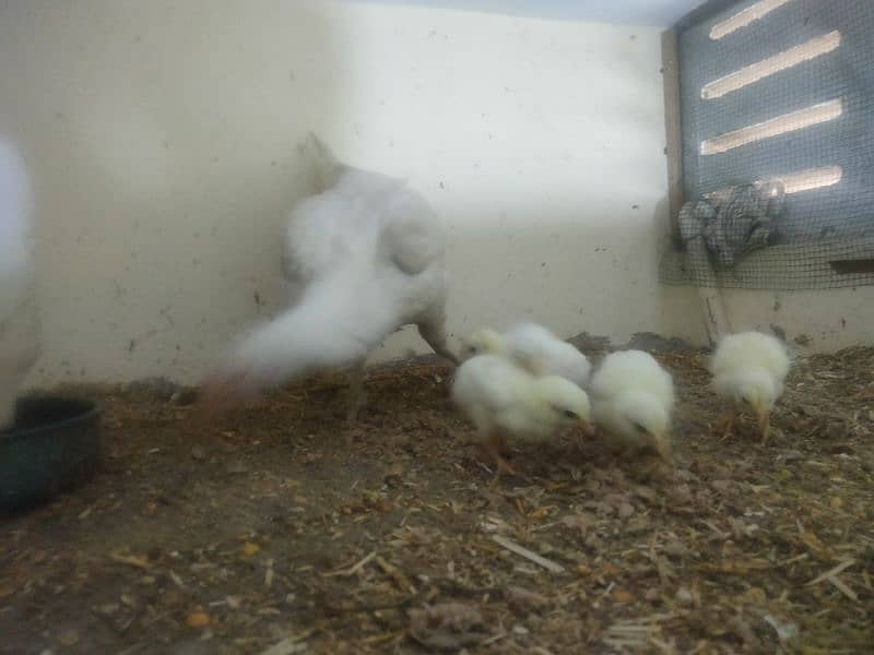 paper white hira aseel Madi with 5 chicks 13