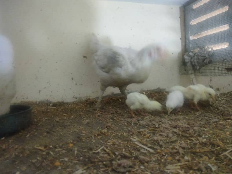 paper white hira aseel Madi with 5 chicks 14