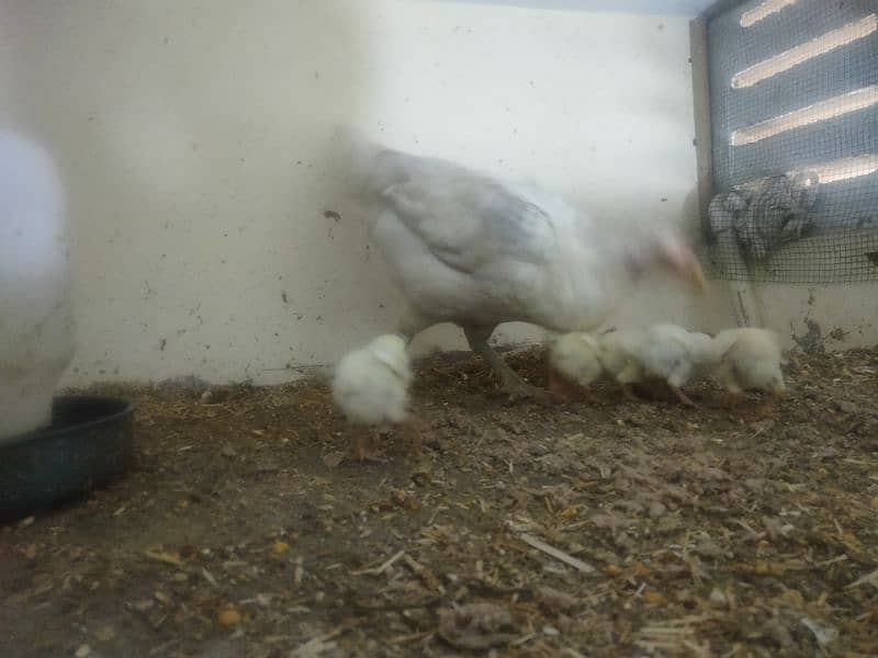 paper white hira aseel Madi with 5 chicks 15