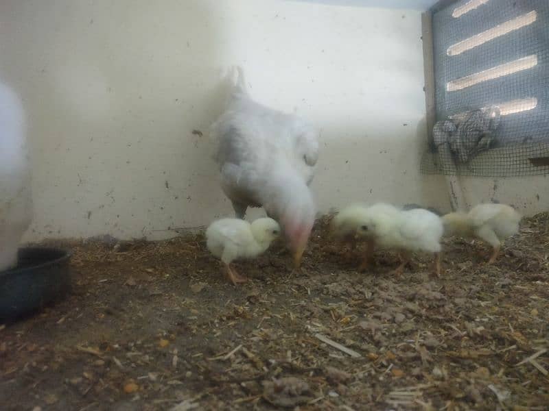 paper white hira aseel Madi with 5 chicks 16