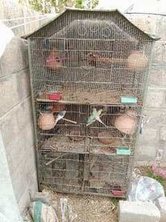 Parrots lotino pair Australian pairs lutino love bird pair hens cage