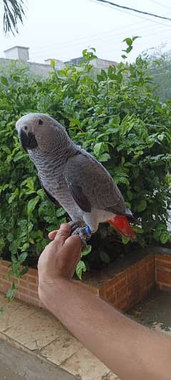 African grey parrot cango size age 6 month