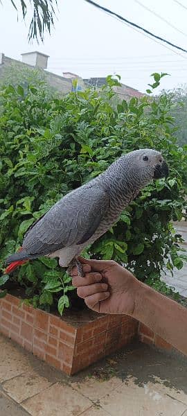 African grey parrot cango size age 6 month 1