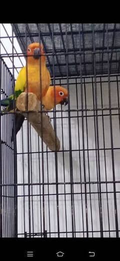 Sunconure