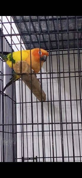 Sunconure 3