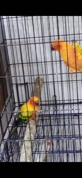 Sunconure 4