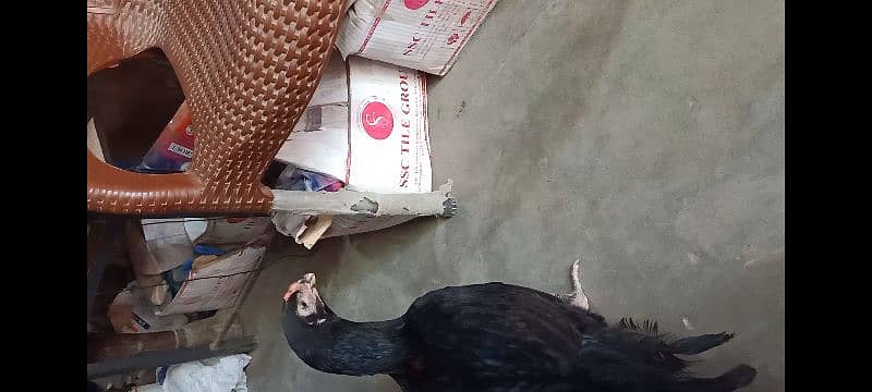 indian parrot beak 03134417502 2
