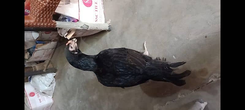 indian parrot beak 03134417502 8