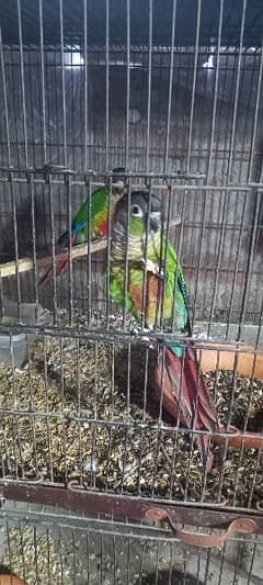 conure pair for sale