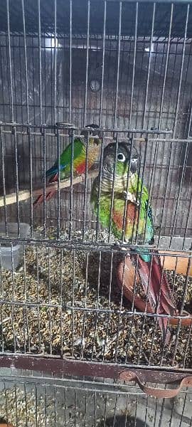 conure pair for sale 1